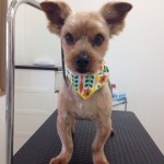 ヨーキー　クッキー君２６７